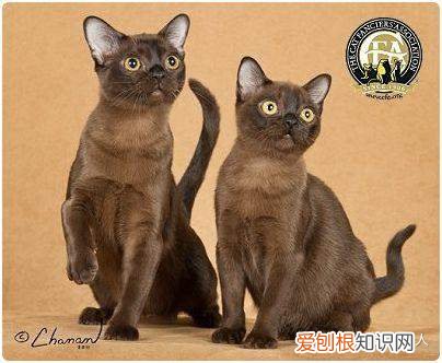 世界上一共有多少个品种的猫，史上最全猫咪品种，约二百种，从古至今