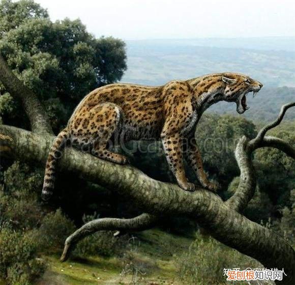 世界上一共有多少个品种的猫，史上最全猫咪品种，约二百种，从古至今