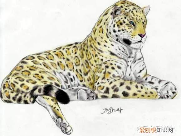 世界上一共有多少个品种的猫，史上最全猫咪品种，约二百种，从古至今