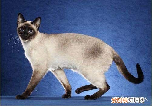 世界上一共有多少个品种的猫，史上最全猫咪品种，约二百种，从古至今