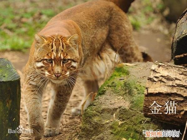 世界上一共有多少个品种的猫，史上最全猫咪品种，约二百种，从古至今