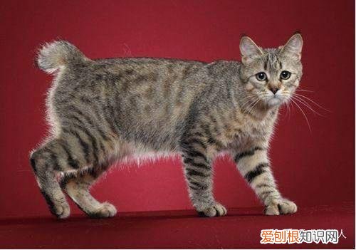 世界上一共有多少个品种的猫，史上最全猫咪品种，约二百种，从古至今