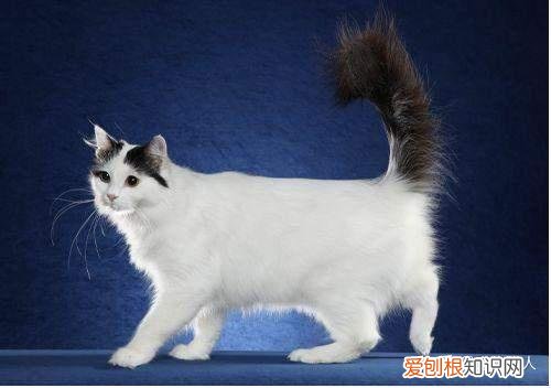 世界上一共有多少个品种的猫，史上最全猫咪品种，约二百种，从古至今