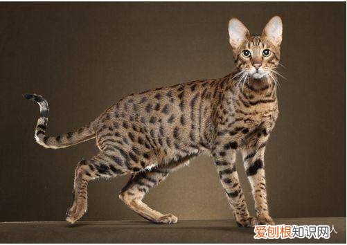 世界上一共有多少个品种的猫，史上最全猫咪品种，约二百种，从古至今