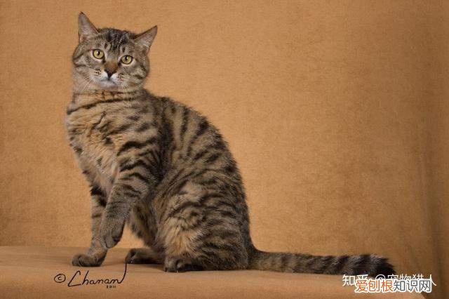 世界上一共有多少个品种的猫，史上最全猫咪品种，约二百种，从古至今