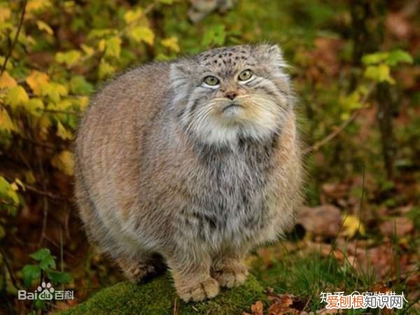 世界上一共有多少个品种的猫，史上最全猫咪品种，约二百种，从古至今