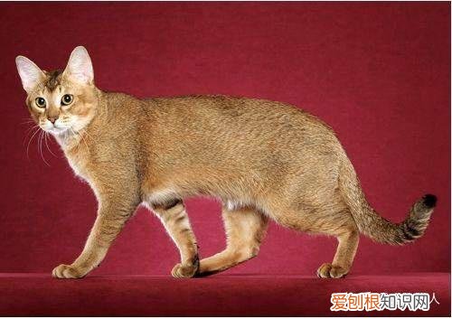 世界上一共有多少个品种的猫，史上最全猫咪品种，约二百种，从古至今