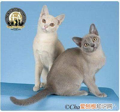 世界上一共有多少个品种的猫，史上最全猫咪品种，约二百种，从古至今