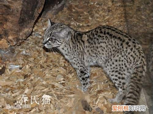 世界上一共有多少个品种的猫，史上最全猫咪品种，约二百种，从古至今