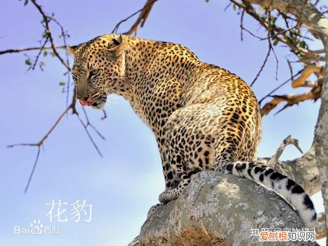 世界上一共有多少个品种的猫，史上最全猫咪品种，约二百种，从古至今