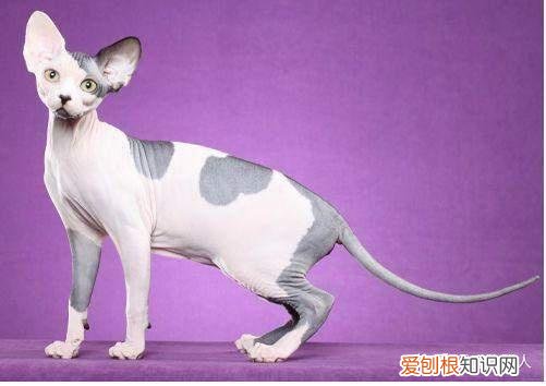 世界上一共有多少个品种的猫，史上最全猫咪品种，约二百种，从古至今