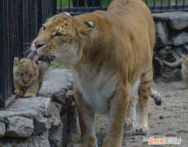 世界上一共有多少个品种的猫，史上最全猫咪品种，约二百种，从古至今