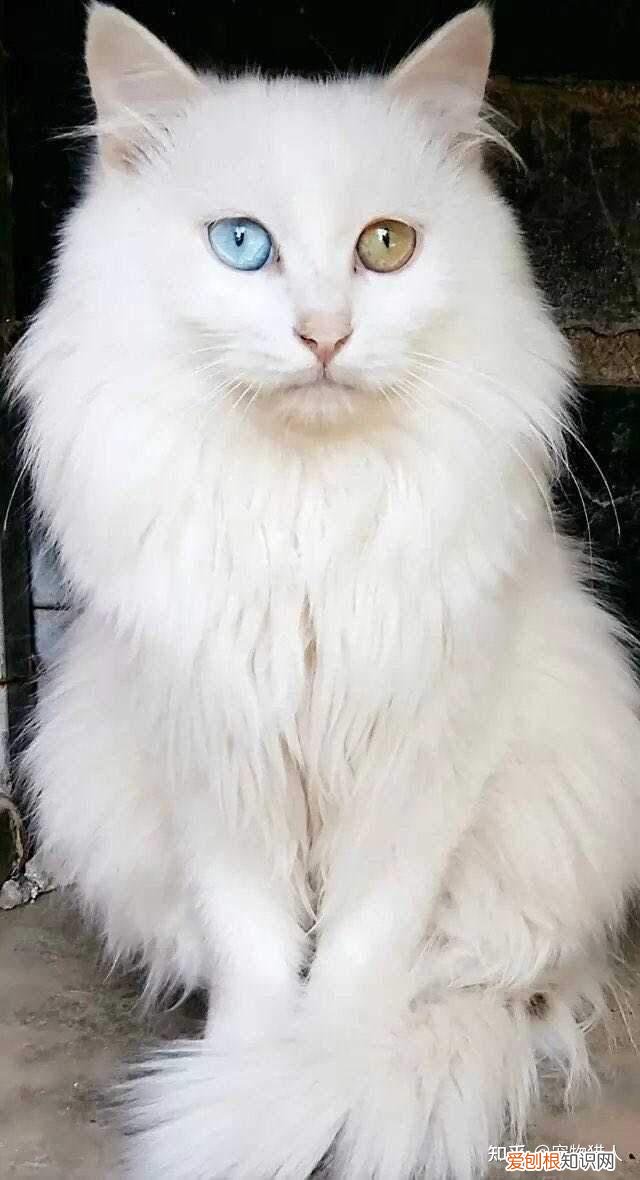 世界上一共有多少个品种的猫，史上最全猫咪品种，约二百种，从古至今