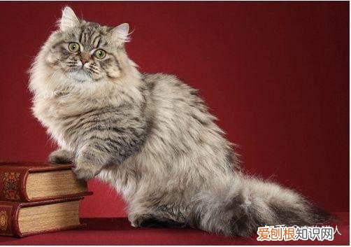 世界上一共有多少个品种的猫，史上最全猫咪品种，约二百种，从古至今