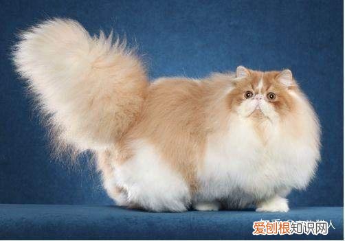 世界上一共有多少个品种的猫，史上最全猫咪品种，约二百种，从古至今