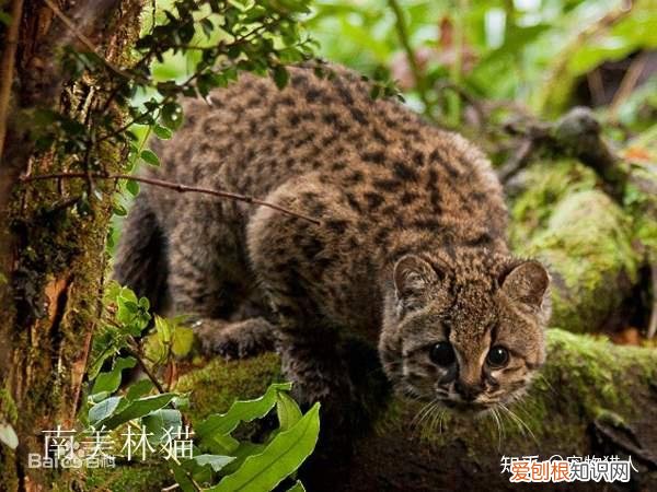 世界上一共有多少个品种的猫，史上最全猫咪品种，约二百种，从古至今