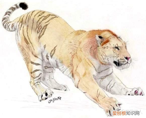 世界上一共有多少个品种的猫，史上最全猫咪品种，约二百种，从古至今