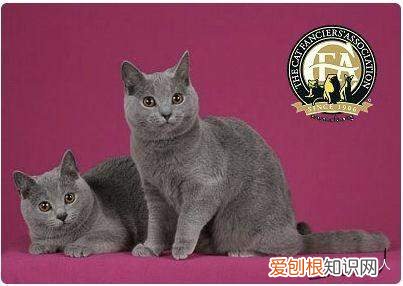 世界上一共有多少个品种的猫，史上最全猫咪品种，约二百种，从古至今