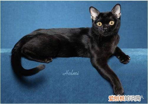 世界上一共有多少个品种的猫，史上最全猫咪品种，约二百种，从古至今