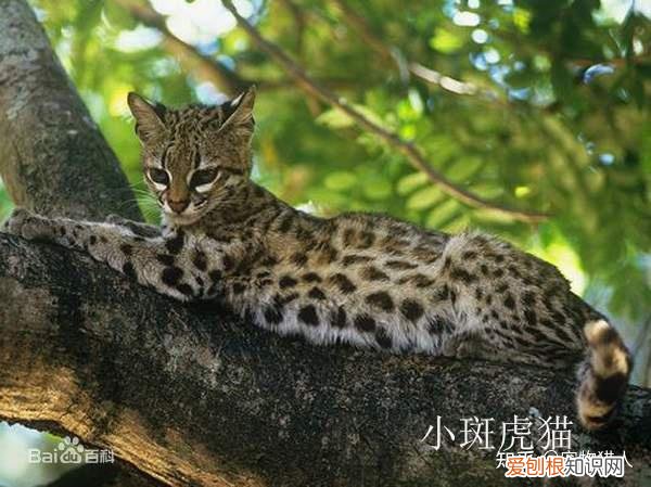 世界上一共有多少个品种的猫，史上最全猫咪品种，约二百种，从古至今