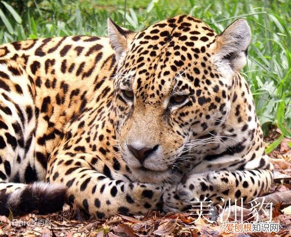 世界上一共有多少个品种的猫，史上最全猫咪品种，约二百种，从古至今