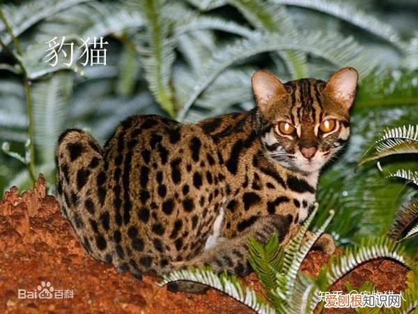 世界上一共有多少个品种的猫，史上最全猫咪品种，约二百种，从古至今