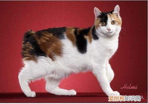 世界上一共有多少个品种的猫，史上最全猫咪品种，约二百种，从古至今