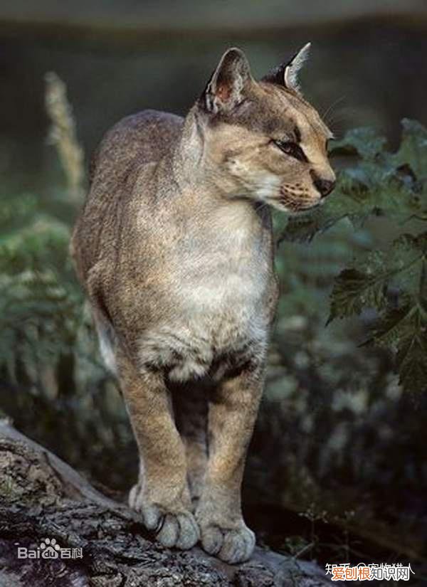 世界上一共有多少个品种的猫，史上最全猫咪品种，约二百种，从古至今