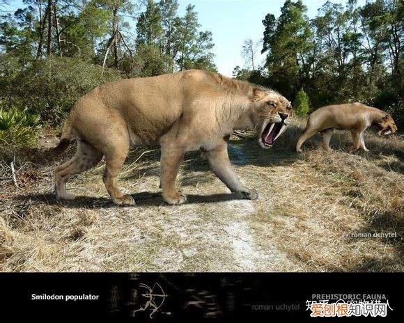 世界上一共有多少个品种的猫，史上最全猫咪品种，约二百种，从古至今