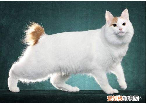 世界上一共有多少个品种的猫，史上最全猫咪品种，约二百种，从古至今