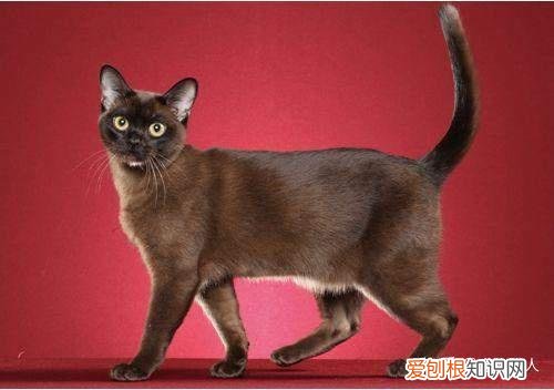 世界上一共有多少个品种的猫，史上最全猫咪品种，约二百种，从古至今