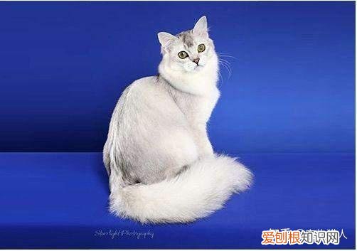 世界上一共有多少个品种的猫，史上最全猫咪品种，约二百种，从古至今