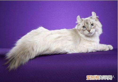 世界上一共有多少个品种的猫，史上最全猫咪品种，约二百种，从古至今