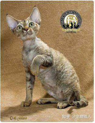 世界上一共有多少个品种的猫，史上最全猫咪品种，约二百种，从古至今