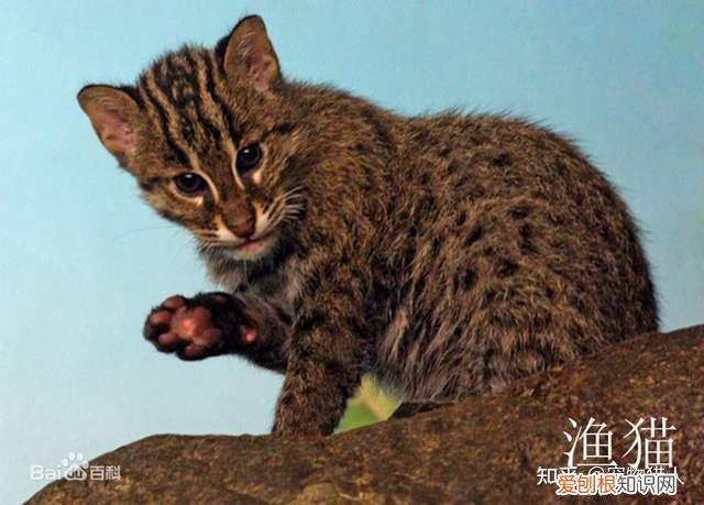 世界上一共有多少个品种的猫，史上最全猫咪品种，约二百种，从古至今