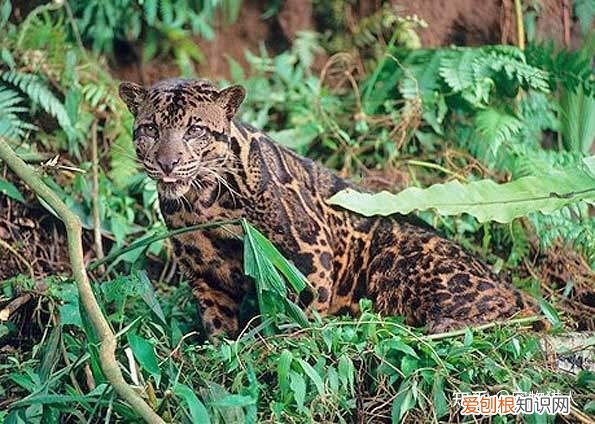 世界上一共有多少个品种的猫，史上最全猫咪品种，约二百种，从古至今