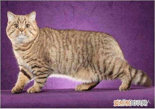 世界上一共有多少个品种的猫，史上最全猫咪品种，约二百种，从古至今