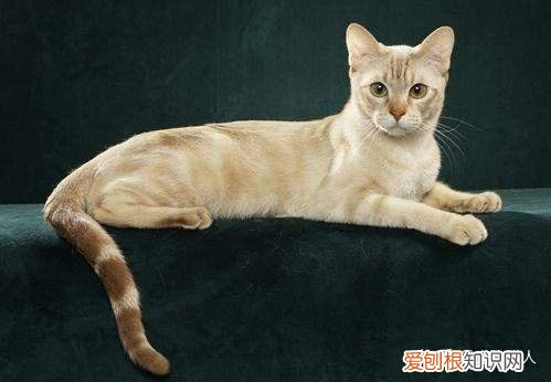 世界上一共有多少个品种的猫，史上最全猫咪品种，约二百种，从古至今