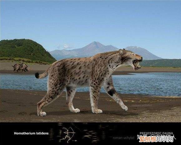 世界上一共有多少个品种的猫，史上最全猫咪品种，约二百种，从古至今