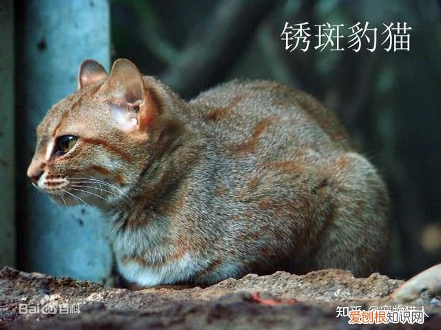 世界上一共有多少个品种的猫，史上最全猫咪品种，约二百种，从古至今