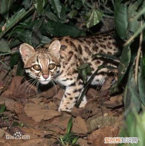 世界上一共有多少个品种的猫，史上最全猫咪品种，约二百种，从古至今