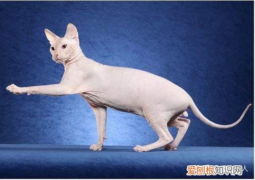 世界上一共有多少个品种的猫，史上最全猫咪品种，约二百种，从古至今