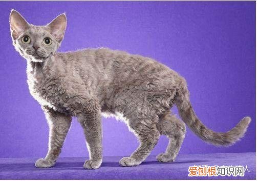 世界上一共有多少个品种的猫，史上最全猫咪品种，约二百种，从古至今