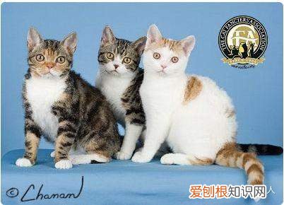 世界上一共有多少个品种的猫，史上最全猫咪品种，约二百种，从古至今