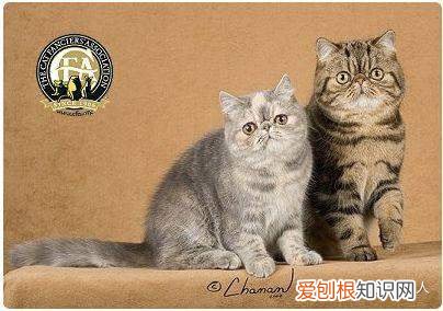 世界上一共有多少个品种的猫，史上最全猫咪品种，约二百种，从古至今