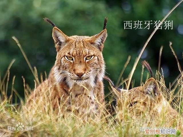 世界上一共有多少个品种的猫，史上最全猫咪品种，约二百种，从古至今