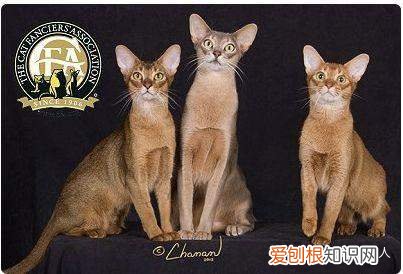 世界上一共有多少个品种的猫，史上最全猫咪品种，约二百种，从古至今