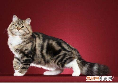 世界上一共有多少个品种的猫，史上最全猫咪品种，约二百种，从古至今