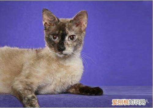 世界上一共有多少个品种的猫，史上最全猫咪品种，约二百种，从古至今