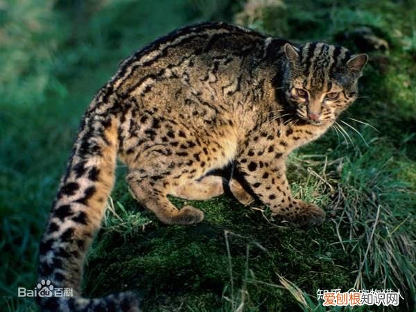 世界上一共有多少个品种的猫，史上最全猫咪品种，约二百种，从古至今